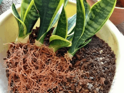 Root rot