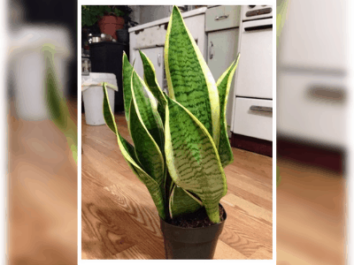 Snake plant 2