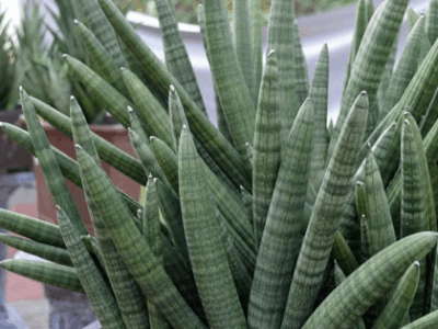 Sansevieria Stuckyi 2