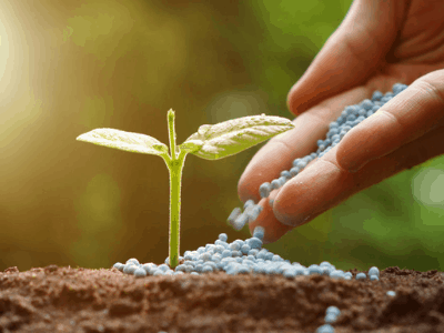 Fertilizing snake plant 5