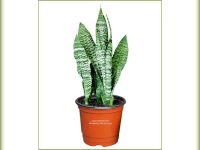 Snake plant 4