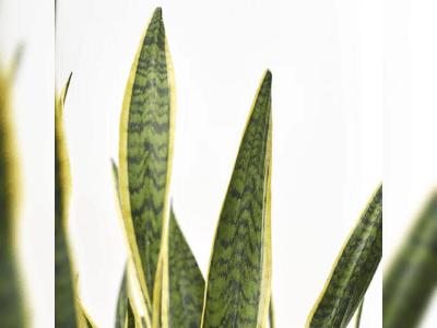 Snake Plant 5