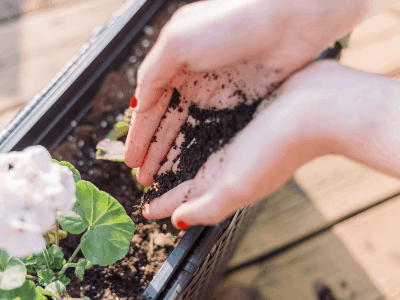 growing snake plant with coffee ground 4