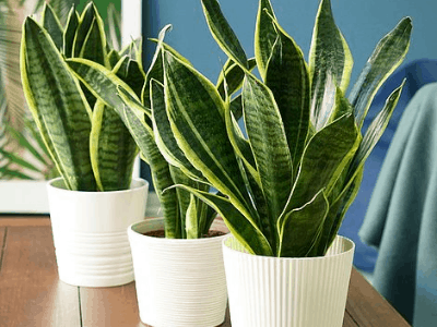 Sansevieria Laurentii 4