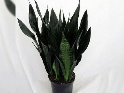 Snake plant varieties 6