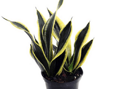 Black gold snake plant 2