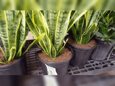 Snake plant survive without water 4