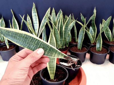 Snake plants 3