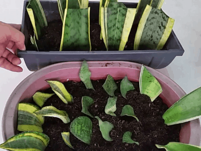 Propagating snake plant 5