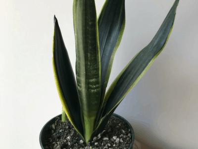 Snake plant varieties 5