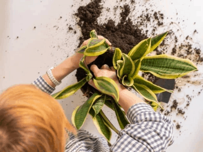 Reviving snake plant