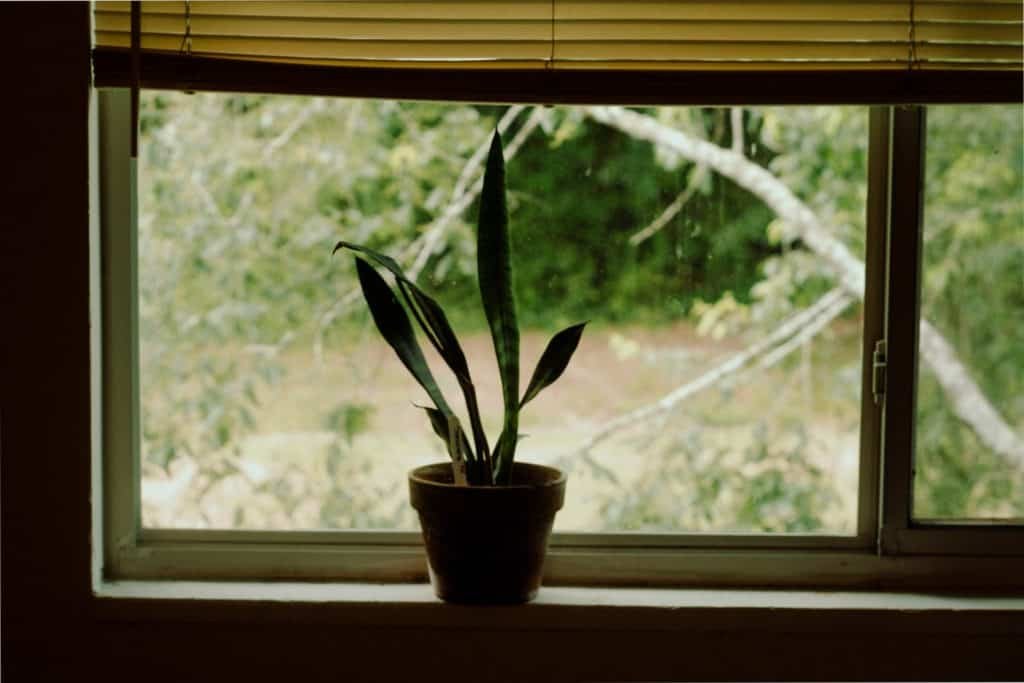 Snake plant 1