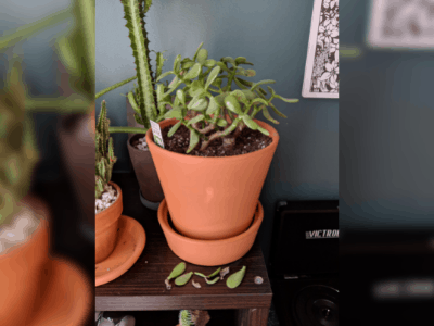 How to revive a jade plant? 3