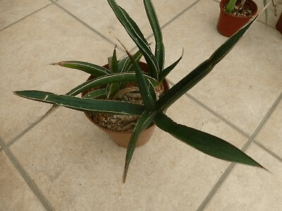 Walking snake plant 5