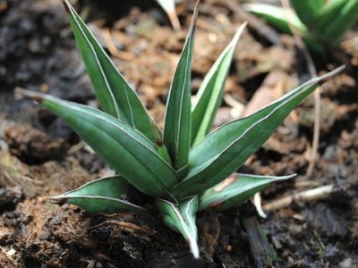 Walking snake plant