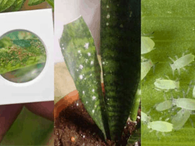 Curling snake plant 5