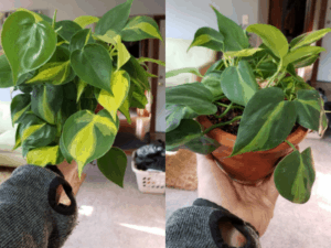 rotate houseplants 3