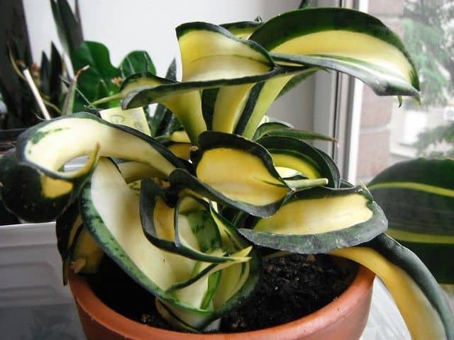 Sansevieria golden wendy