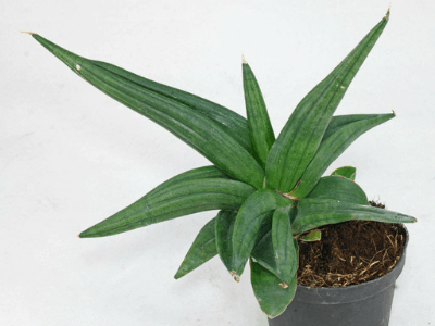 Snake plant 9