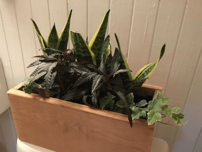 Houseplant pairing 4