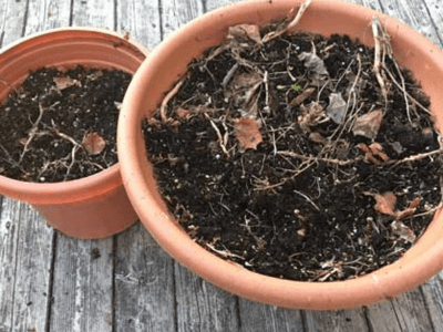 Potting soil 2