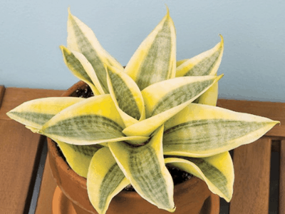 Snake plant 4