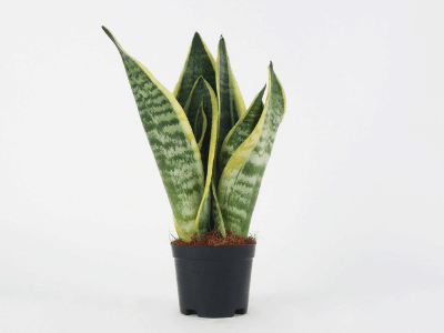 Snake plant 5