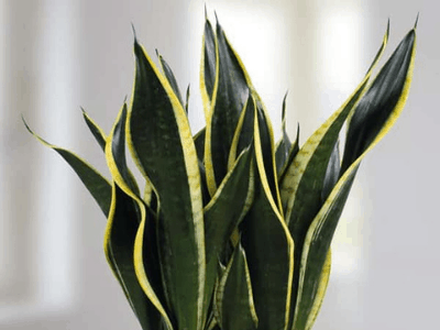 Snake plant 2