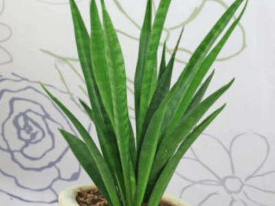 Snake plant 5