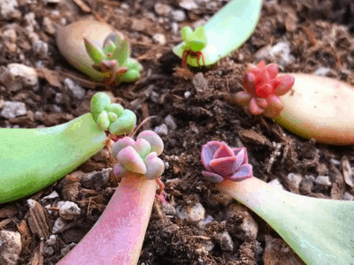 Propagation 4