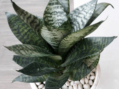 Snake plant 2