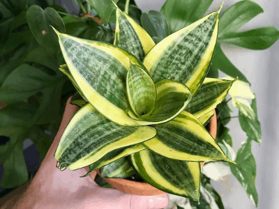 Snake plant 3