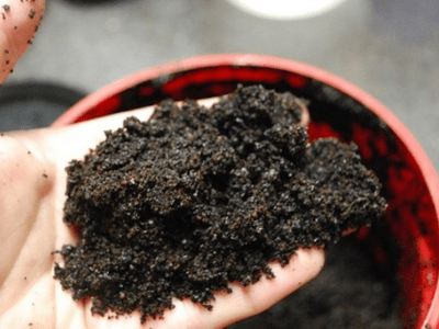 Used coffee grounds