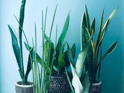 Sansevieria cleopatr 4