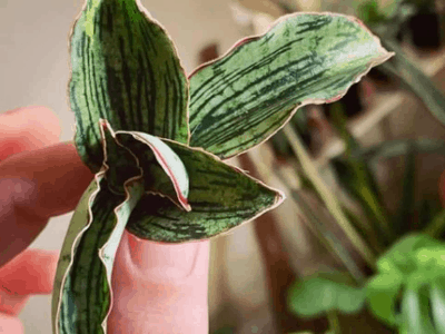 Sansevieria cleopatr 2