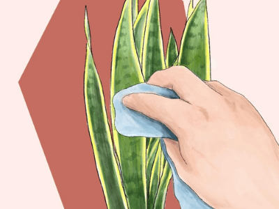 Snake plant 3