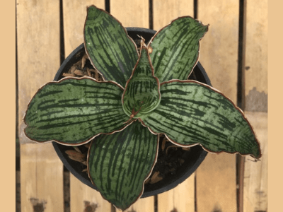 Sansevieria cleopatra