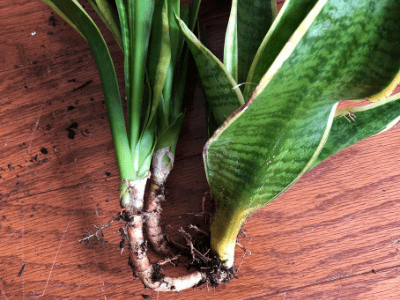 Snake plant 4