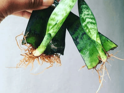 Snake plant roots