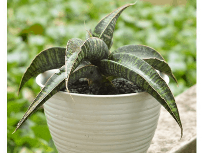 Sansevieria fischeri 5