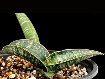 Sansevieria fischeri