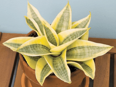 Snake plant 3