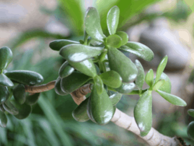 Jade plant