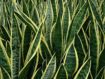 Caring for a snake plant