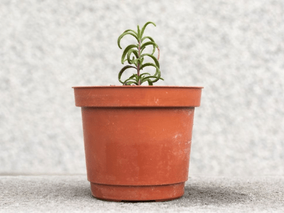 Plant in a pot too big