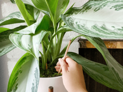 Houseplant 5