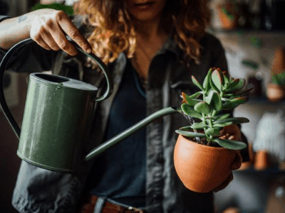 Watering houseplant