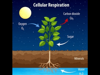 Snake plant produce oxygen 2