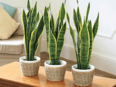 Snake plant produce oxygen