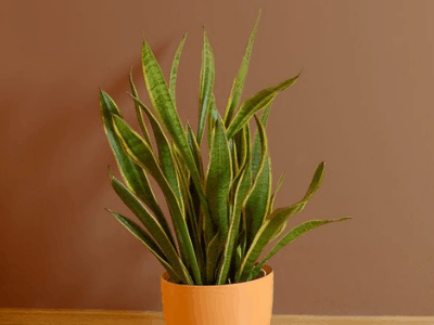 Snake plant 5